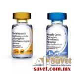 RECOMBITEK C8 Sobre pedido y disponibilidad estuche con 25 dosis de 1 ml - SUVET